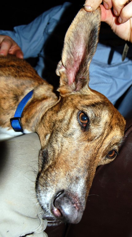 Happy pet at Brumley Brae