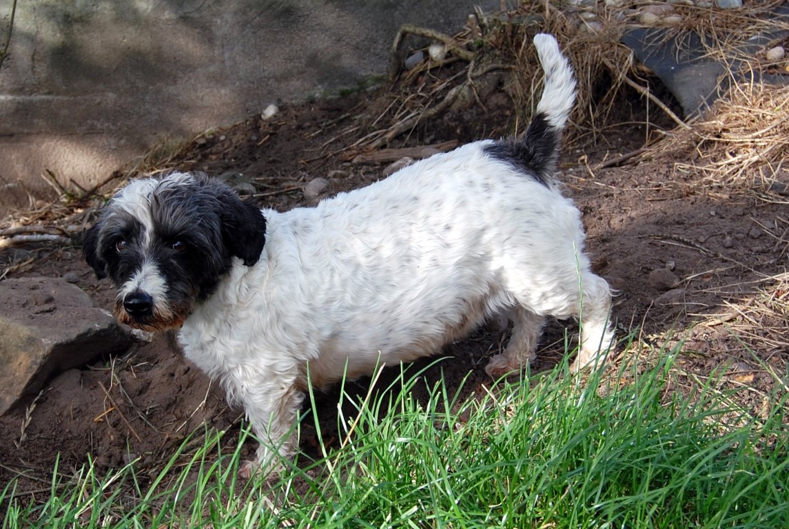 Dog boarding kennels at Brumley Brae, Elgin