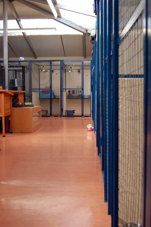 Clean cattery interior at Brumley Brae