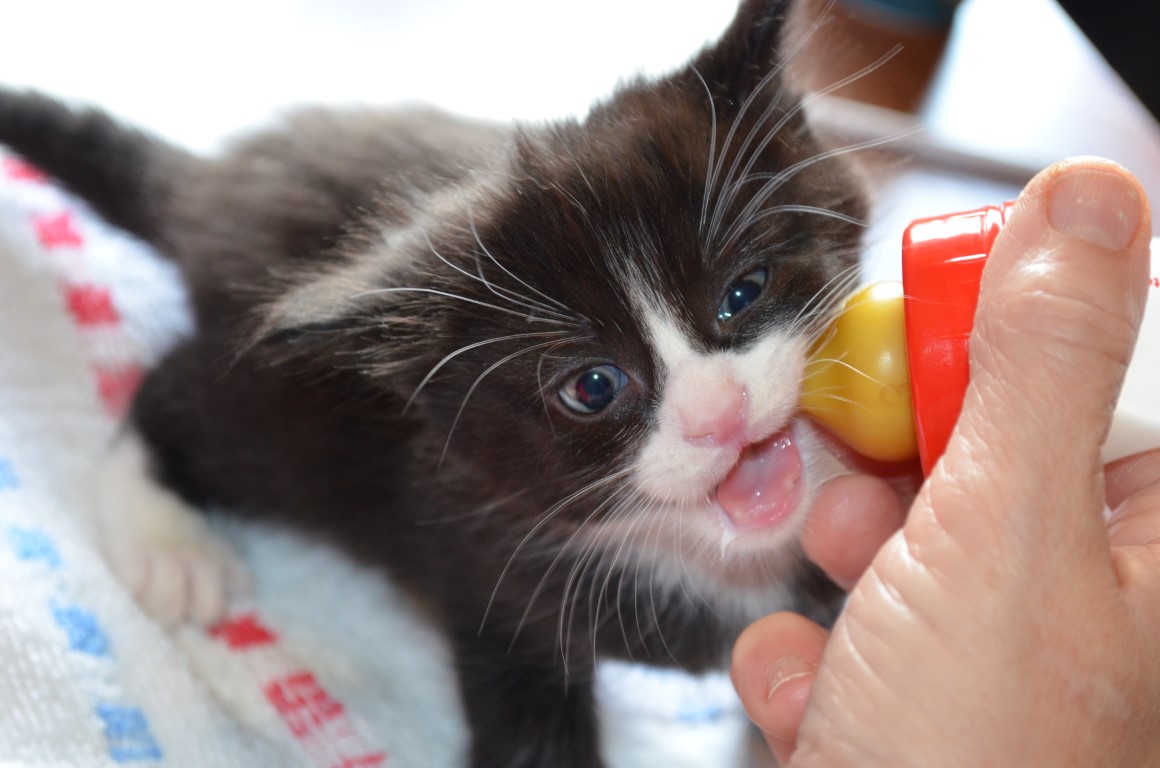 Kitten being bottle-fed at Brumley Brae