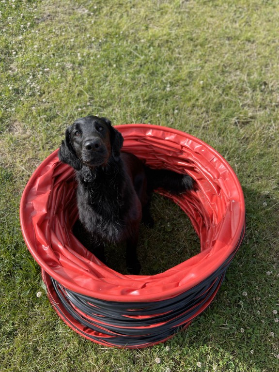 Dog in agility tunnel