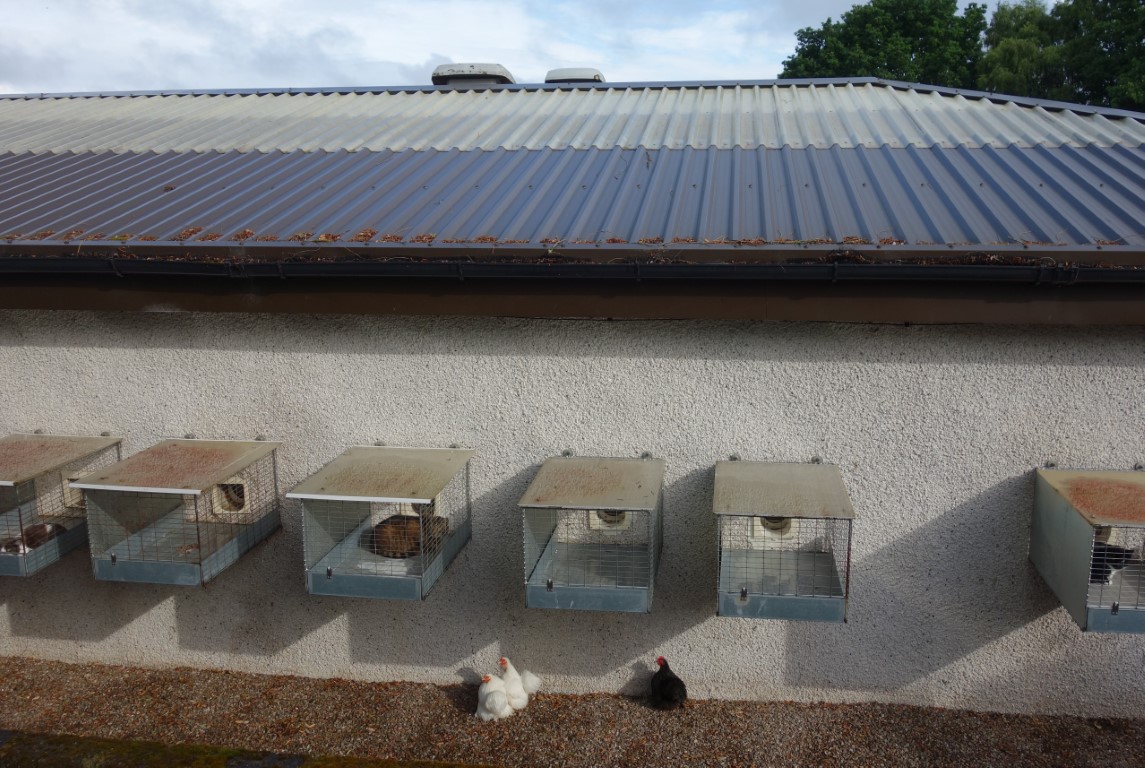 Outdoor cat verandas at Brumley Brae cattery